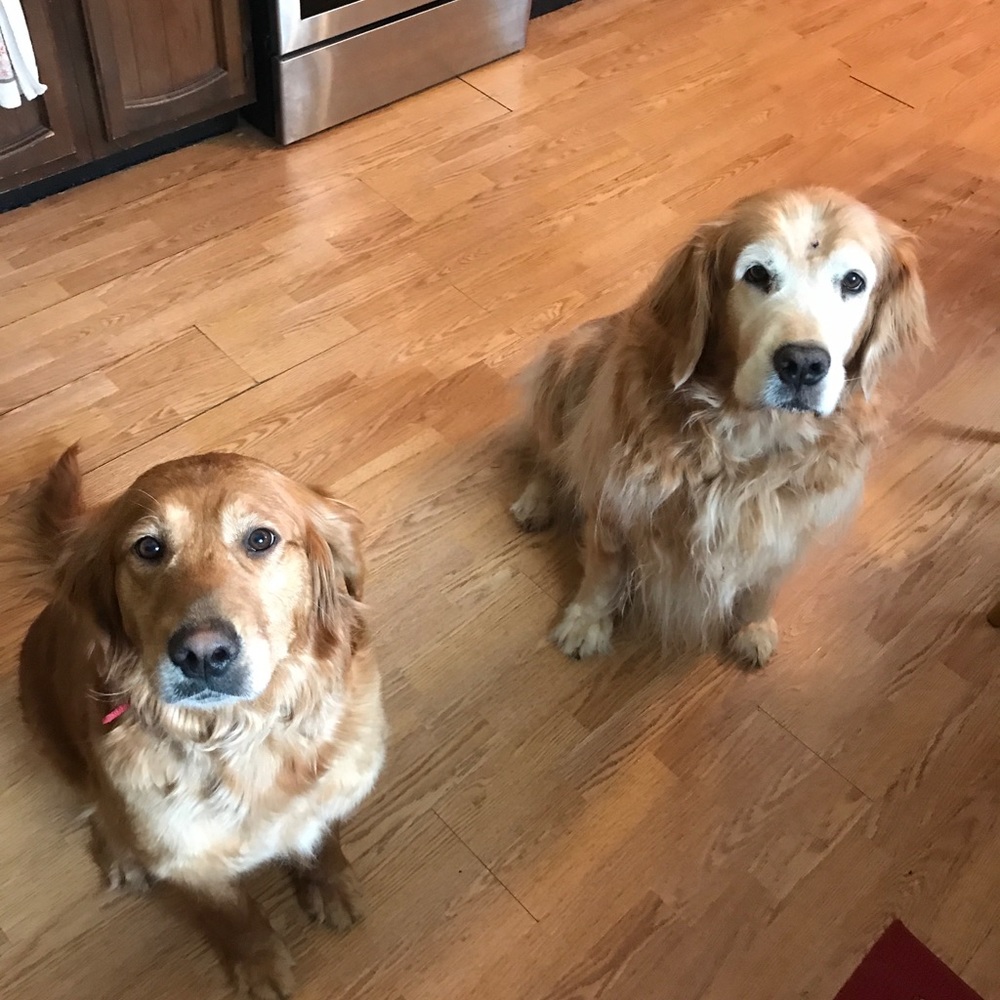 WE ARE A PET FRIENDLY HOME 🐶🐶🐱